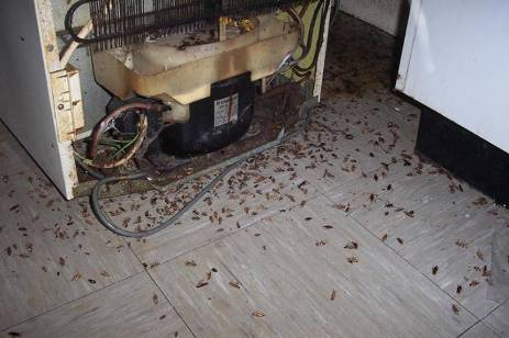 cockroaches under fridge